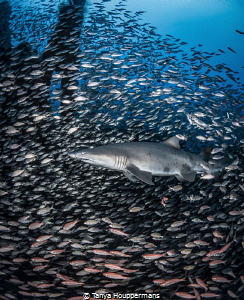 'A Few Thousand of My Closest Friends' - A sand tiger sha... by Tanya Houppermans 